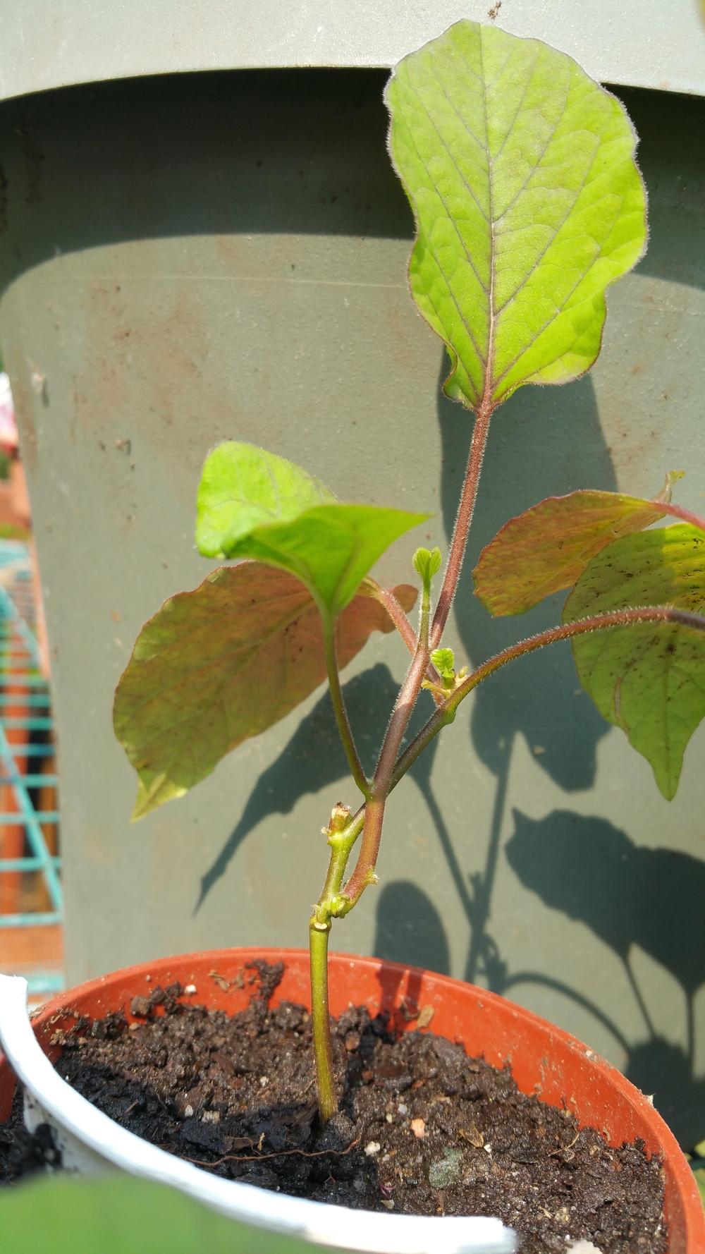 Photo of Malabar Bindweed (Hewittia malabarica) uploaded by Gerris2