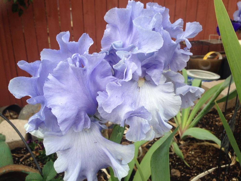 Photo of Tall Bearded Iris (Iris 'Into the Blue') uploaded by HighdesertNiki