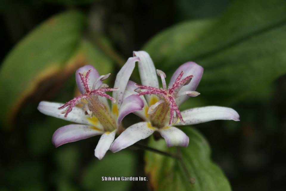 Photo of Toad Lily (Tricyrtis hirta 'Togen') uploaded by Joy