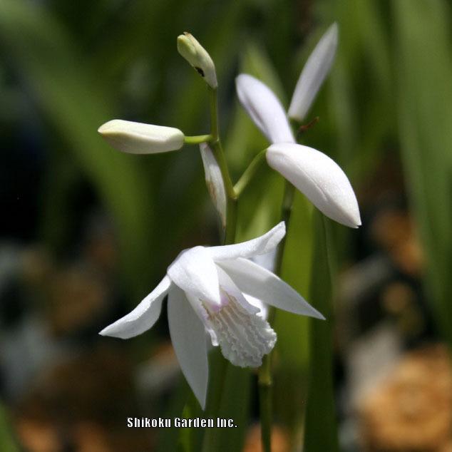 Photo of Chinese Ground Orchid (Bletilla striata) uploaded by Joy