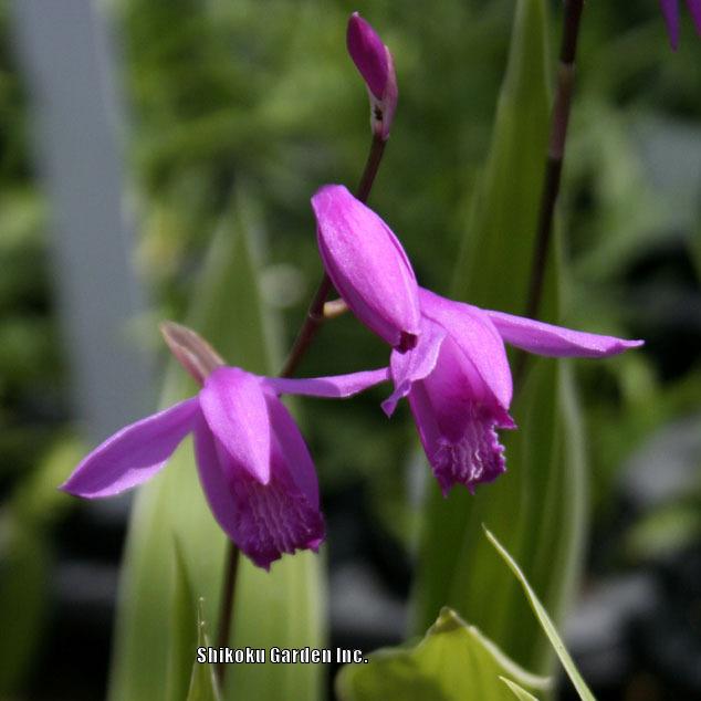 Photo of Chinese Ground Orchid (Bletilla striata) uploaded by Joy