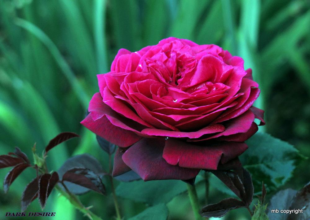 Photo of Rose (Rosa 'Grafin Diana') uploaded by MargieNY
