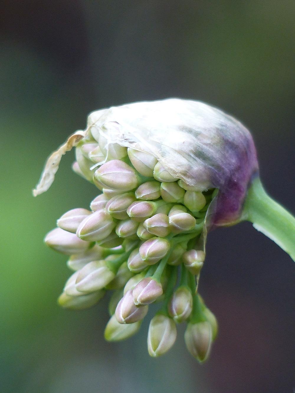 Photo of Siberian Garlic Chives (Allium nutans 'Caroline') uploaded by Mayo62