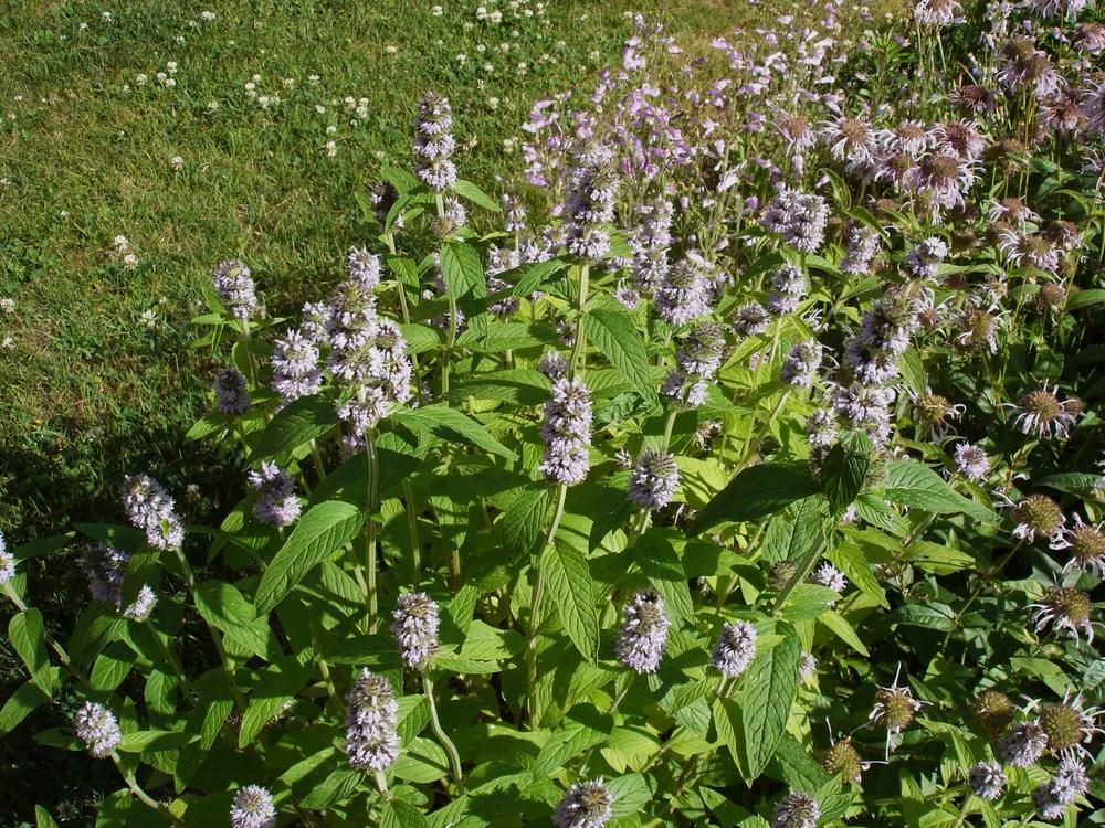 Photo of Downy Wood Mint (Blephilia ciliata) uploaded by Meredith79