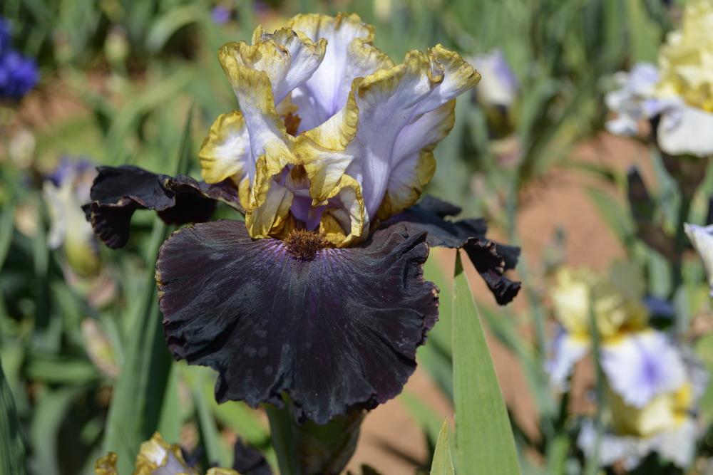 Photo of Tall Bearded Iris (Iris 'Edge of the World') uploaded by Phillipb2