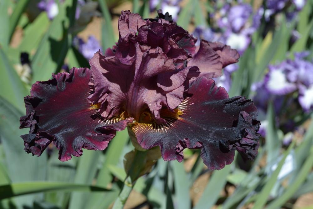 Photo of Tall Bearded Iris (Iris 'Buccaneer's Prize') uploaded by Phillipb2