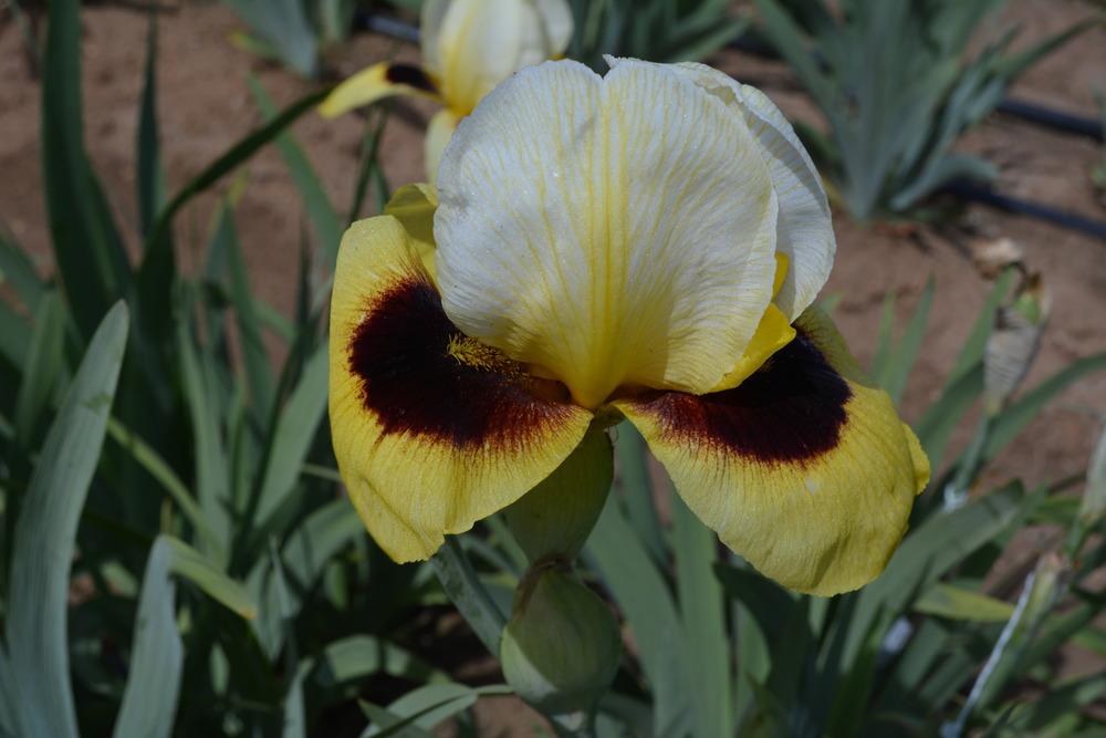 Photo of Arilbred Iris (Iris 'Dragon's Eye') uploaded by Phillipb2