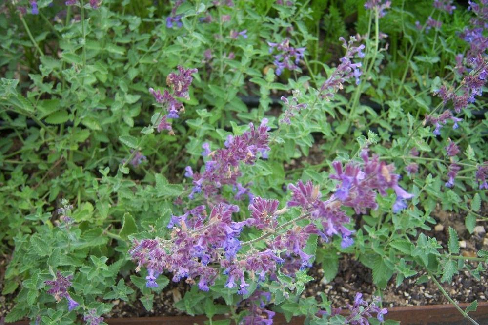 Photo of Catmints (Nepeta) uploaded by admin