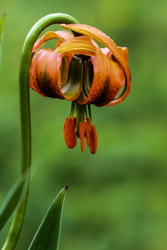 Photo of Lily (Lilium carniolicum) uploaded by admin