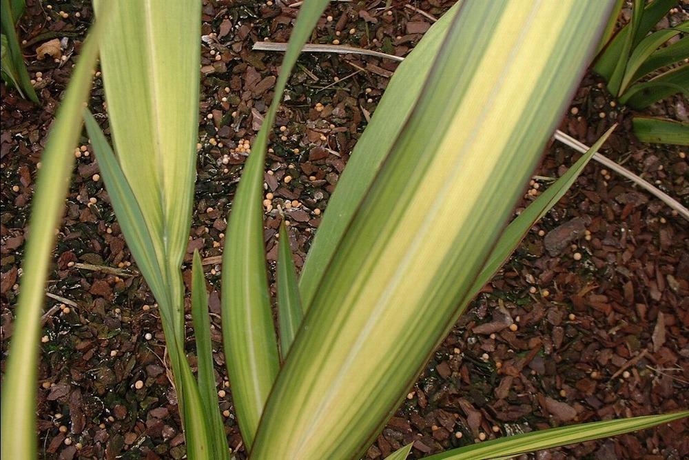 Photo of New Zealand Flax (Phormium tenax 'Yellow Wave') uploaded by admin