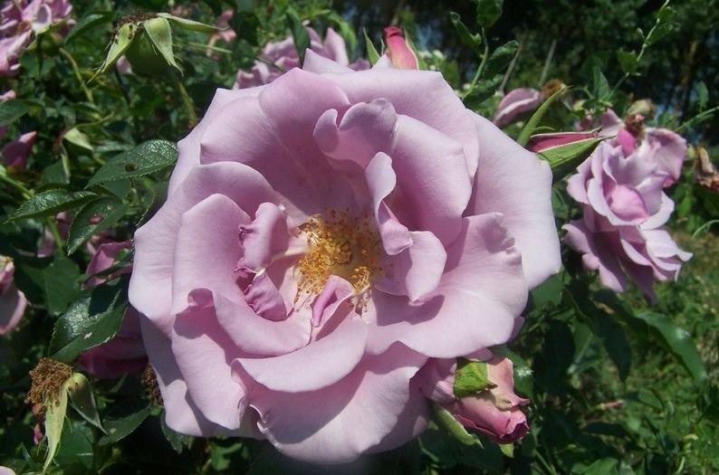 Photo of Rose (Rosa 'Blueberry Hill') uploaded by admin