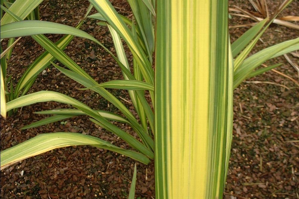 Photo of New Zealand Flax (Phormium tenax 'Yellow Wave') uploaded by admin
