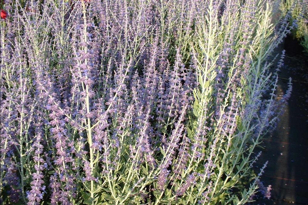 Photo of Russian Sage (Salvia 'Blue Spire') uploaded by admin