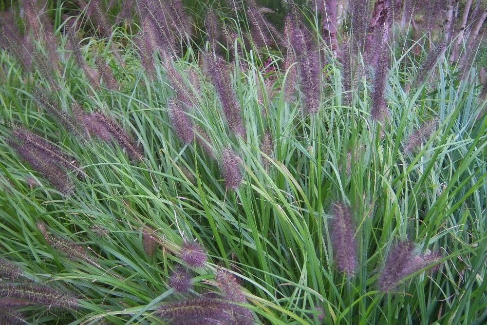 Photo of Fountain Grass (Cenchrus alopecuroides) uploaded by admin