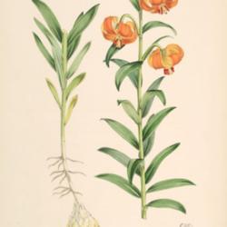 
A monograph of the genus Lilium; illustrated by W.H. Fitch. Taylo