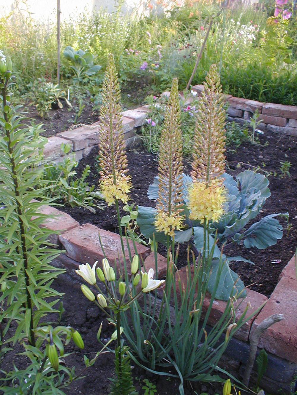 Photo of Foxtail Lily (Eremurus x isabellinus 'Cleopatra') uploaded by admin