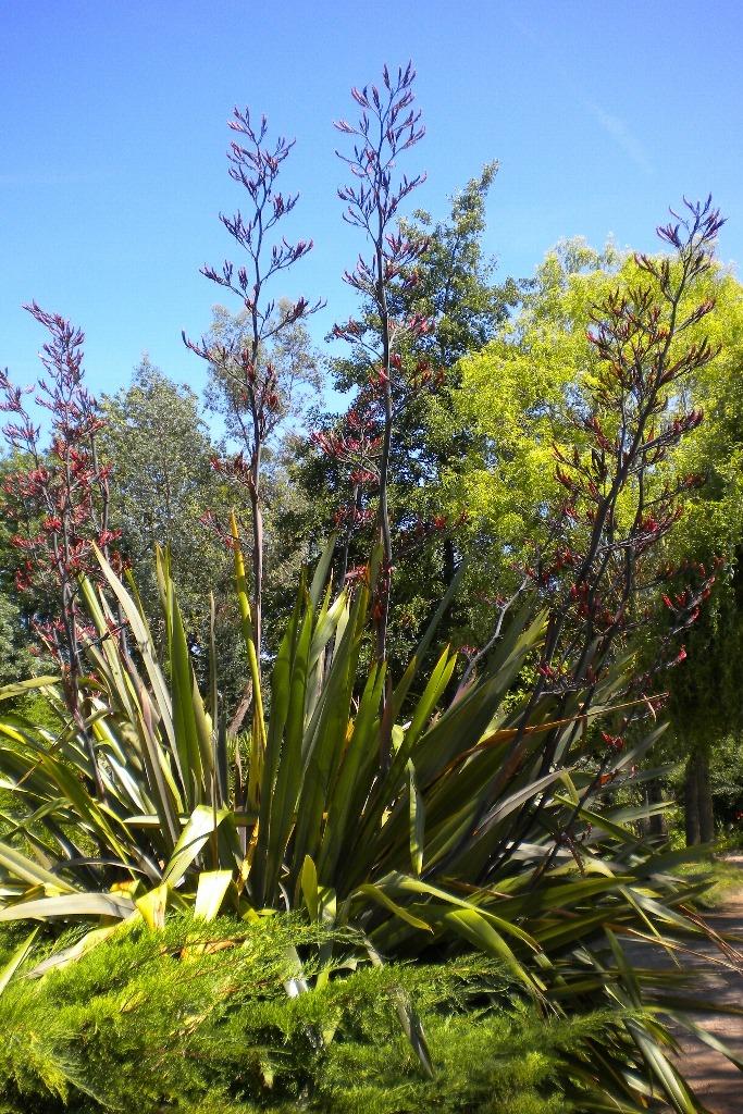 Photo of New Zealand Flax (Phormium tenax) uploaded by admin