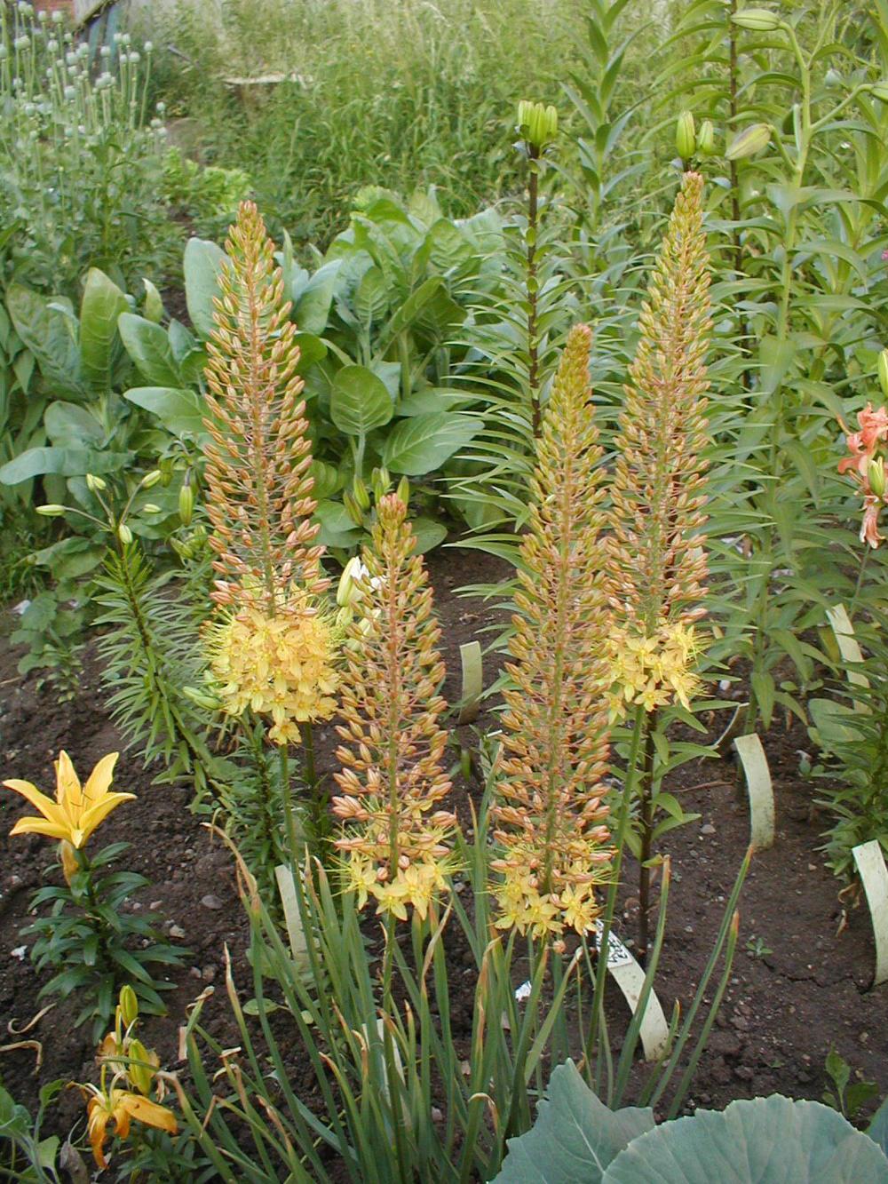 Photo of Foxtail Lily (Eremurus x isabellinus 'Cleopatra') uploaded by admin