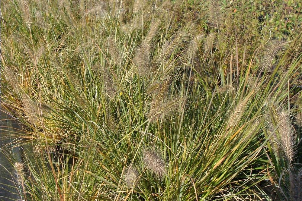 Photo of Fountain Grass (Cenchrus alopecuroides 'Hameln') uploaded by admin