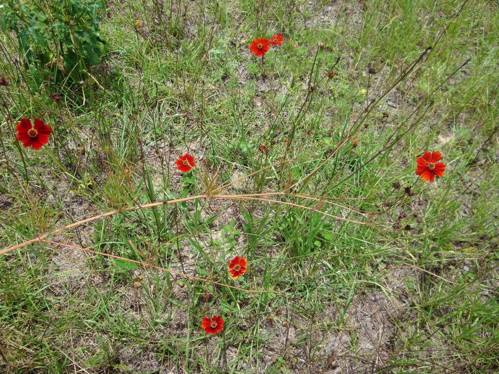 Photo of Plains Coreopsis (Coreopsis tinctoria 'Dwarf Red') uploaded by flaflwrgrl