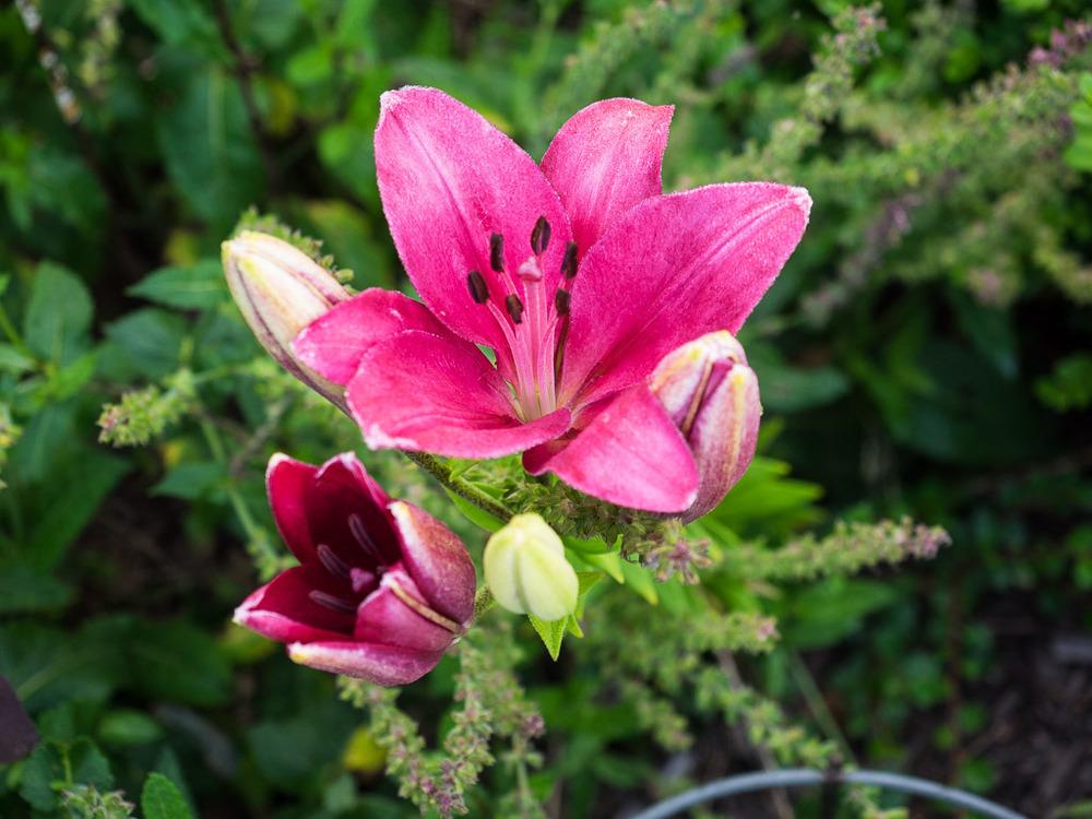 Photo of Lily (Lilium 'Camelot') uploaded by frankrichards16