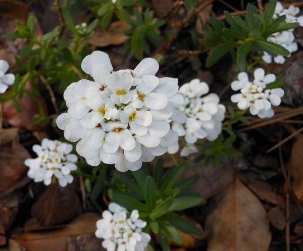 Photo of Evergreen Candytuft (Iberis sempervirens) uploaded by greene