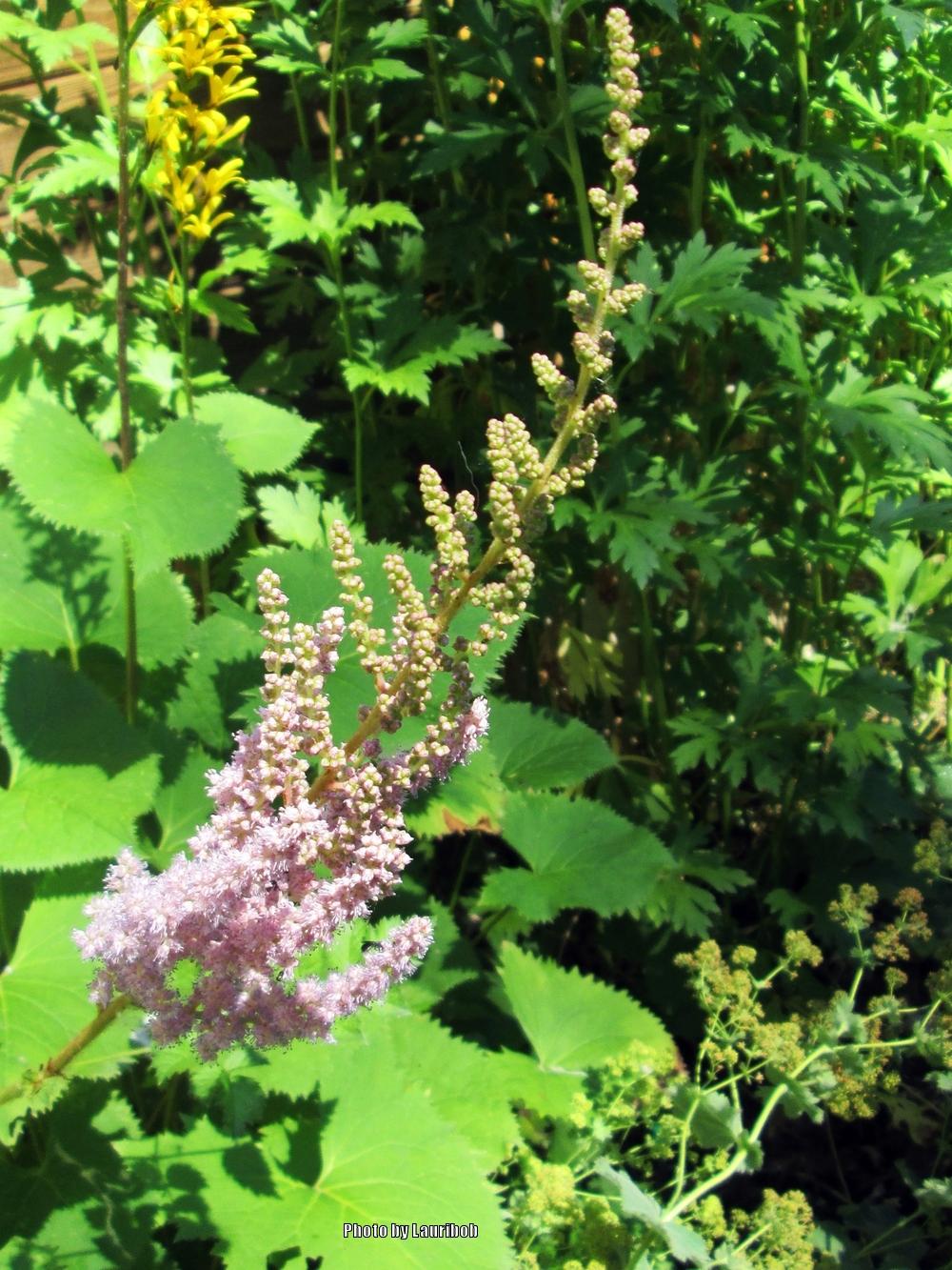 Photo of Astilbes (Astilbe) uploaded by lauribob