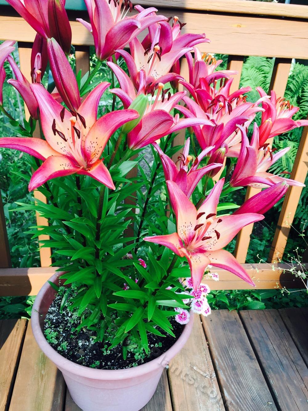Photo of Lily (Lilium 'Royal Sunset') uploaded by magnolialover