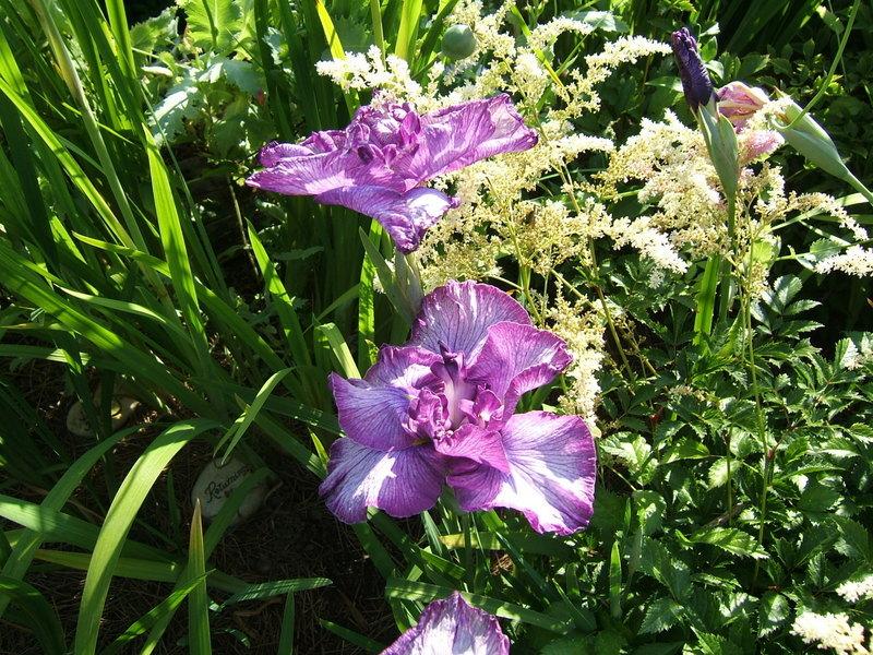 Photo of Japanese Iris (Iris ensata 'Scheherazade') uploaded by pirl