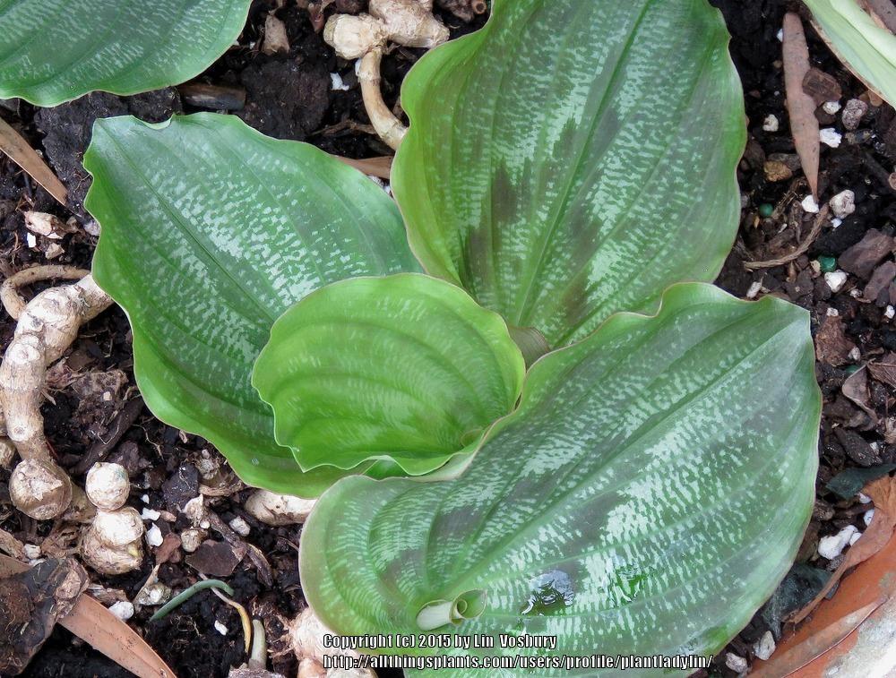 Photo of Peacock Ginger (Kaempferia pulchra) uploaded by plantladylin