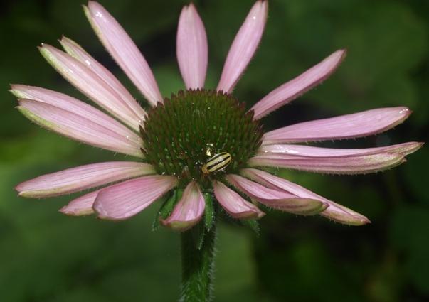 Photo of Tennessee Coneflower (Echinacea tennesseensis) uploaded by plantrob