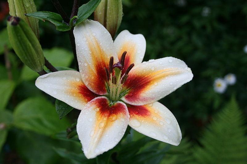 Photo of Lily (Lilium 'Tinos') uploaded by robertduval14