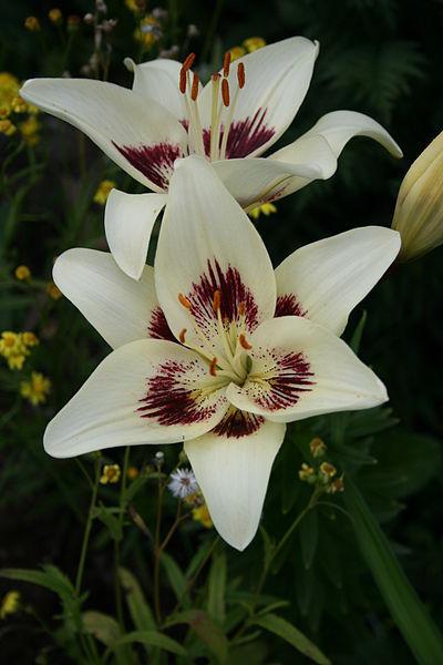 Photo of Lily (Lilium 'Centerfold') uploaded by robertduval14