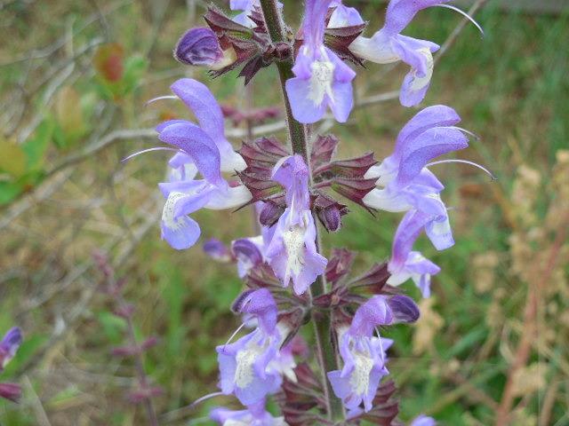 Photo of Indigo Woodland Sage (Salvia forskaehlei) uploaded by wcgypsy