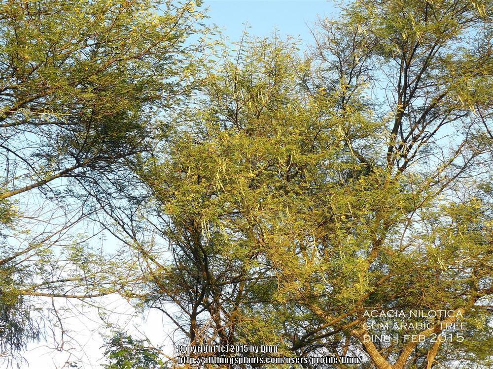 Photo of Egyptian Mimosa (Vachellia nilotica) uploaded by Dinu