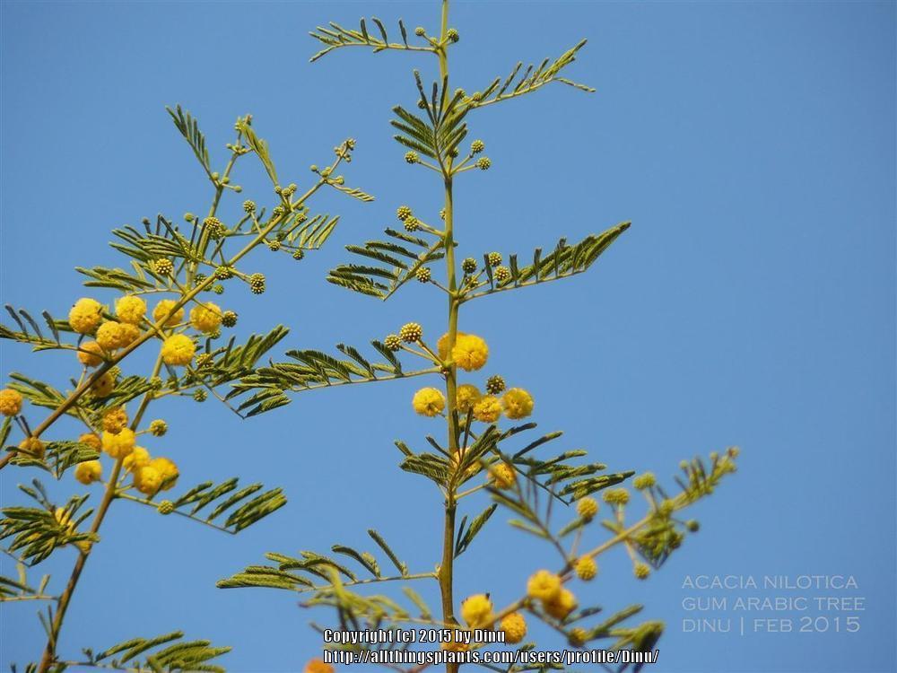 Photo of Egyptian Mimosa (Vachellia nilotica) uploaded by Dinu