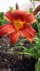 Thumb of 2015-07-06/DogsNDaylilies/20c76c