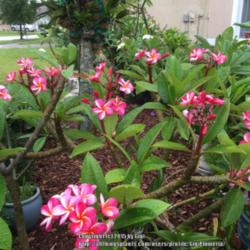 Location: Tampa, Florida
Date: June 2015
Divine plumeria is a prolific bloomer. I was able to make leis fr
