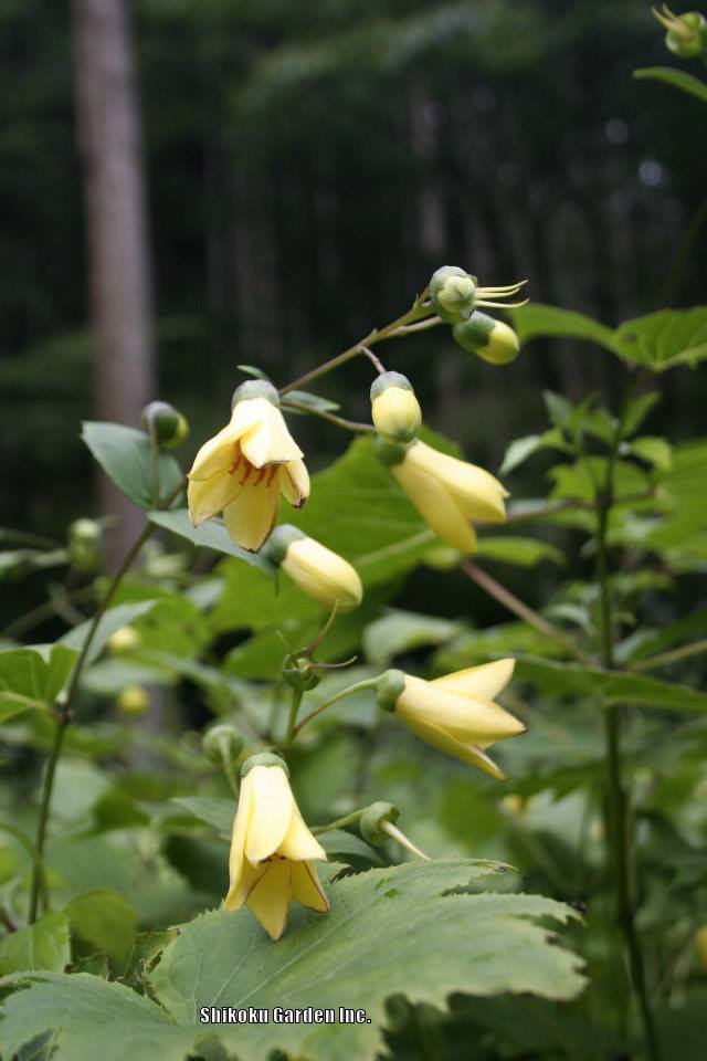 Photo of Yellow Wax Bells (Kirengeshoma palmata) uploaded by Joy