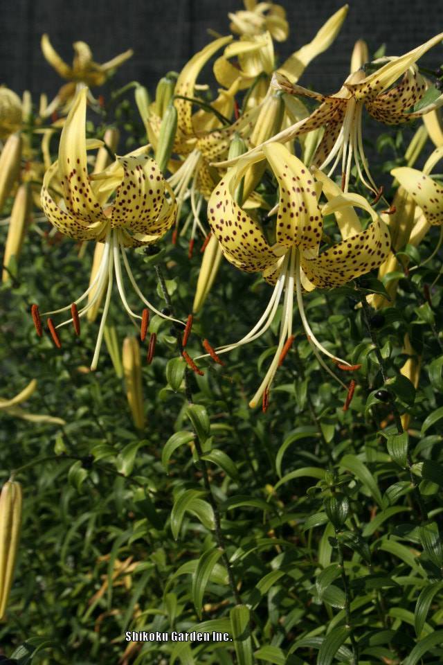 Photo of Tiger Lily (Lilium lancifolium) uploaded by Joy