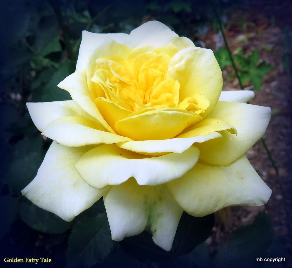 Photo of Rose (Rosa 'Golden Fairy Tale') uploaded by MargieNY