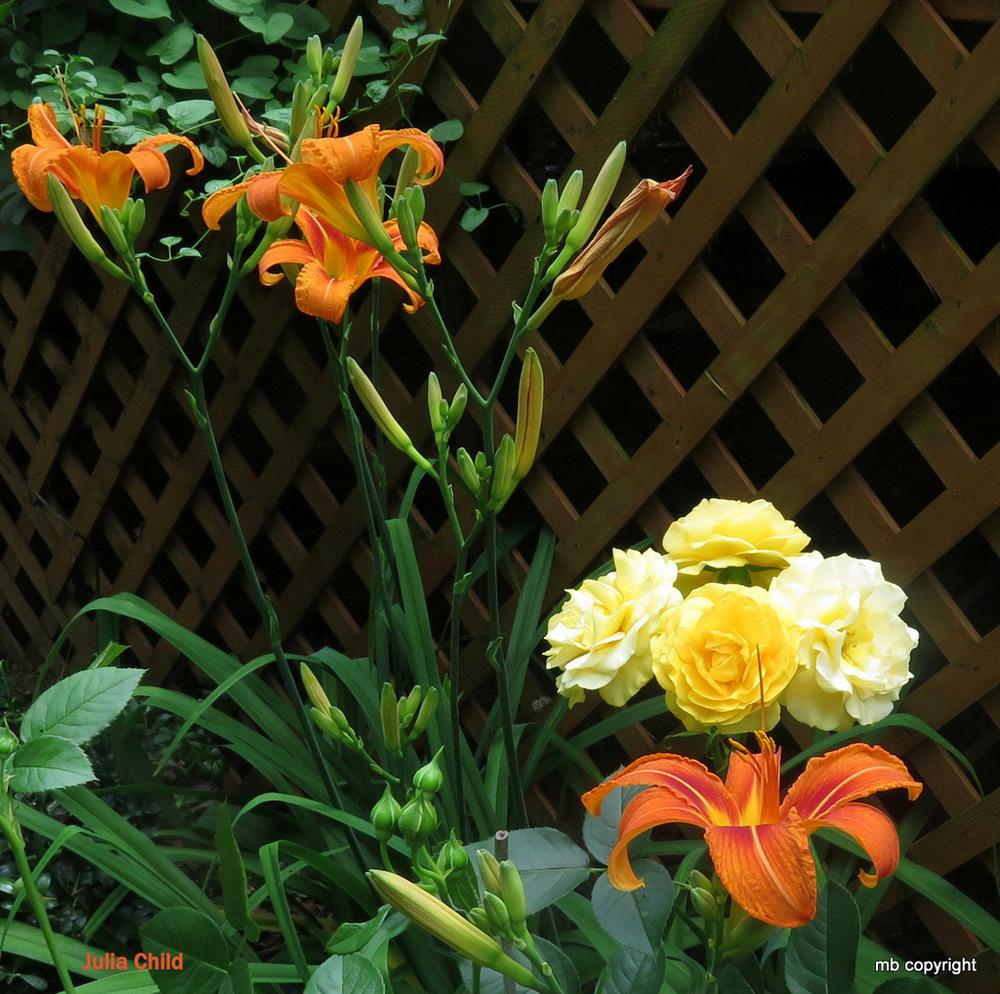 Photo of Floribunda Rose (Rosa 'Julia Child') uploaded by MargieNY