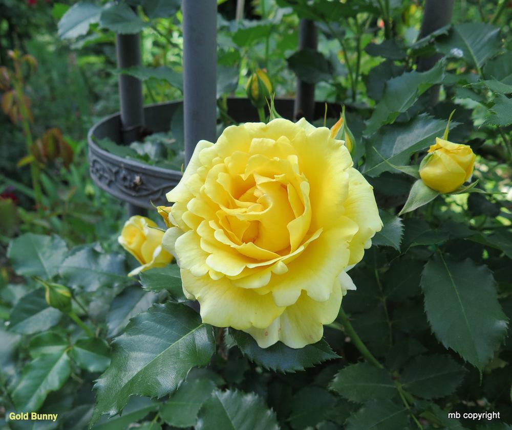 Photo of Rose (Rosa 'Gold Badge, Cl.') uploaded by MargieNY