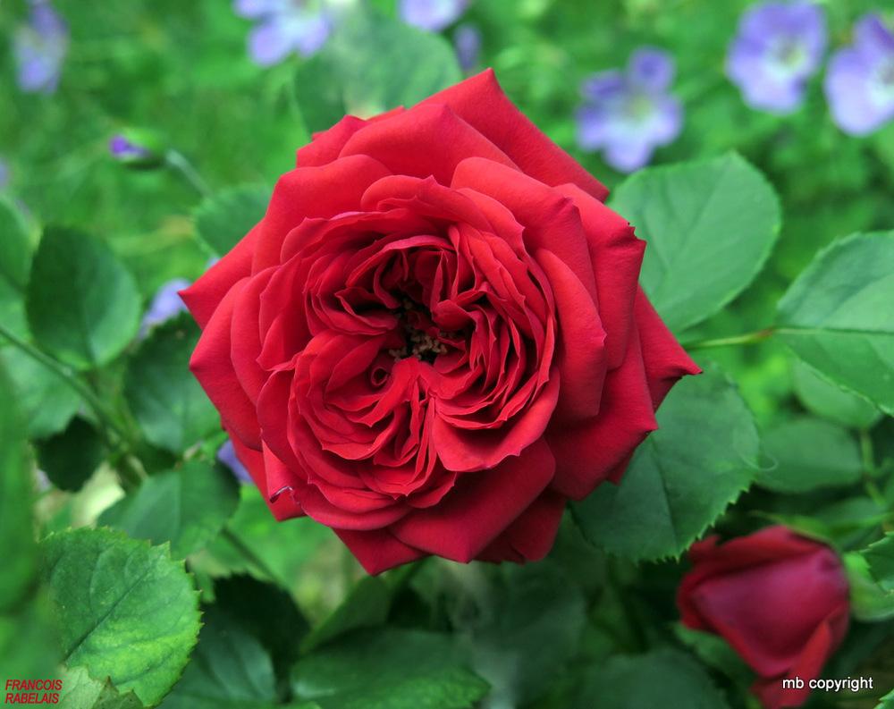 Photo of Rose (Rosa 'Francois Rabelais') uploaded by MargieNY