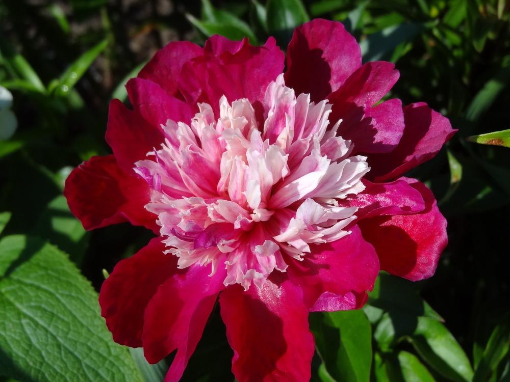 Photo of Chinese Peony (Paeonia lactiflora 'Nellie Saylor') uploaded by Orsola