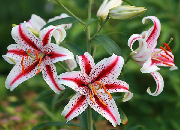 Photo of Oriental Lily (Lilium 'Dizzy') uploaded by admin