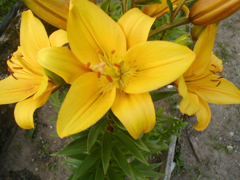 Photo of Lily (Lilium 'Eleanor Roosevelt') uploaded by admin