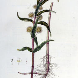 
Date: 2006-07-04
Lysimachia thyrsiflora Flora Batava, Volume 6 (1832) Christiaan S