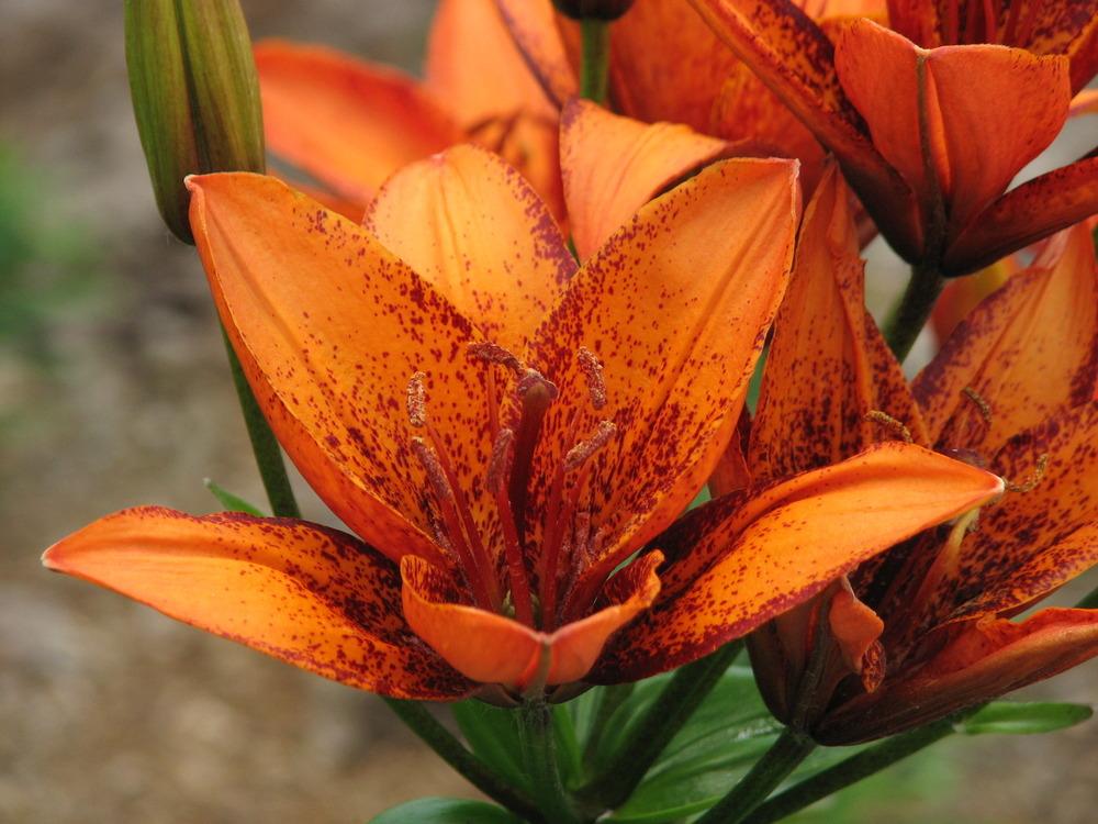 Photo of Lily (Lilium 'Orange Art') uploaded by admin