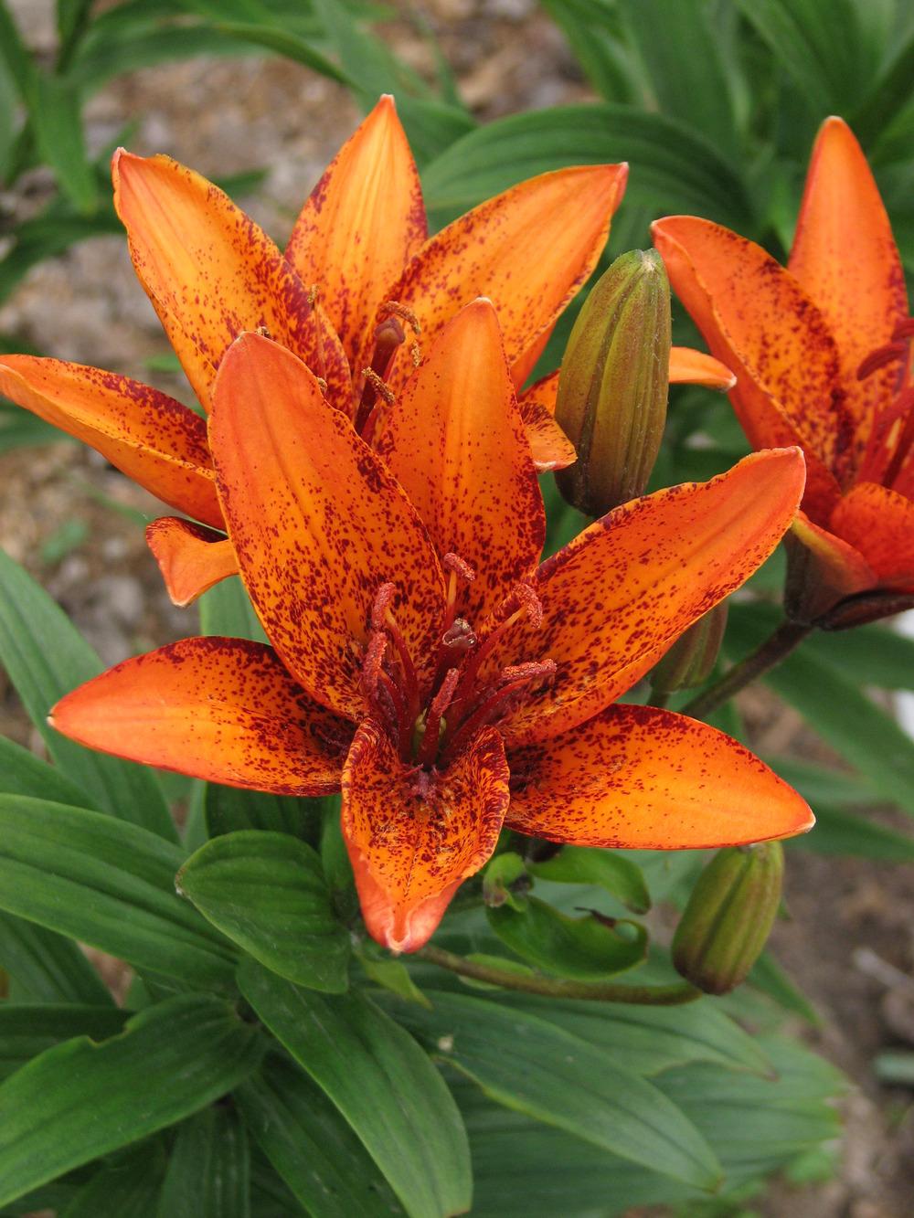 Photo of Lily (Lilium 'Orange Art') uploaded by admin
